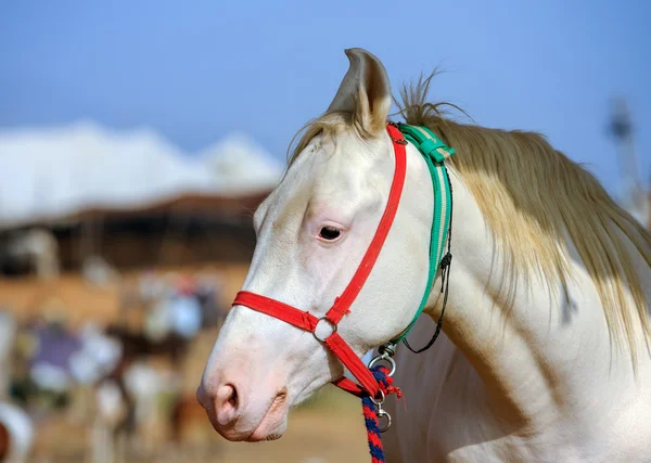 White horse Pushkar Rajasthan, Hindistan Fuarı