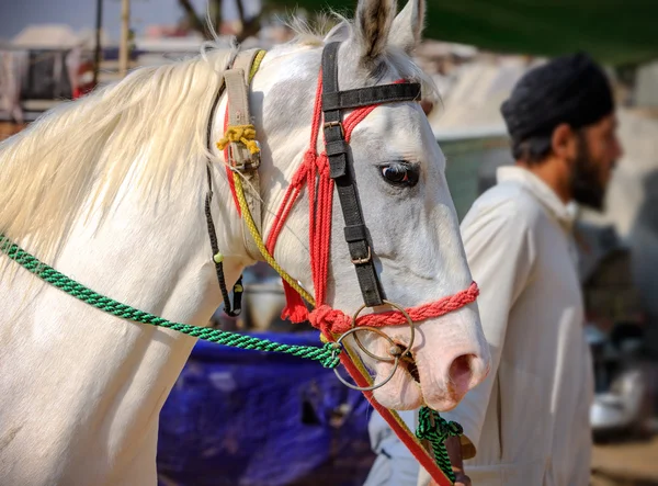 Cavalo branco na Feira de Pushkar em Rajasthan, Índia — Fotografia de Stock