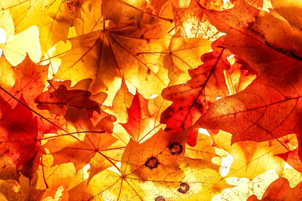 Luminose foglie autunnali, sfondo — Foto Stock