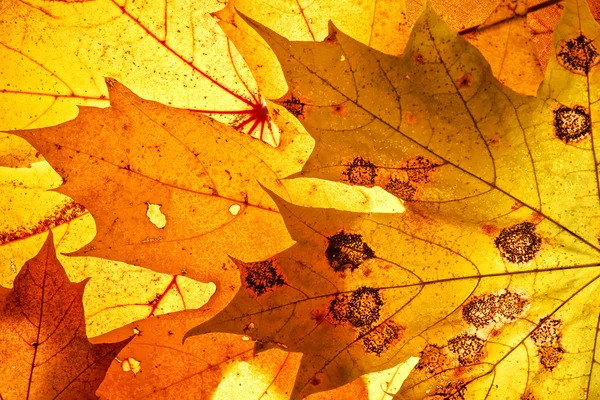 Bright autumn leaves, background — Stock Photo, Image