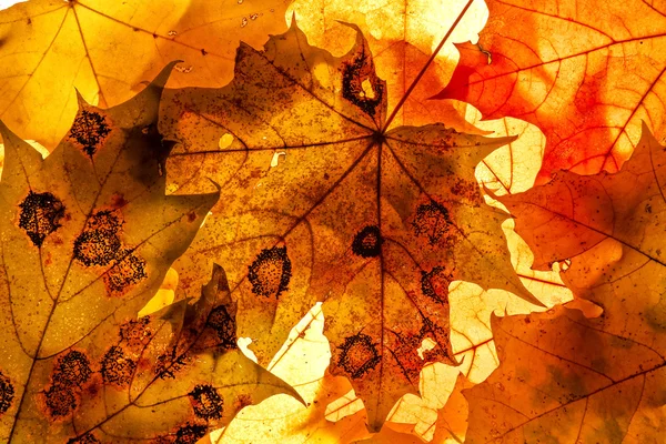 Bright autumn leaves, background — Stock Photo, Image