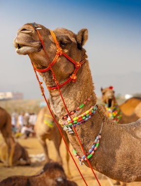 Deve Pushkar fuarında dekore edilmiştir. Rajasthan, Hindistan