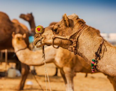 Deve Pushkar fuarında dekore edilmiştir. Rajasthan, Hindistan