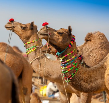 Deve Pushkar fuarında dekore edilmiştir. Rajasthan, Hindistan