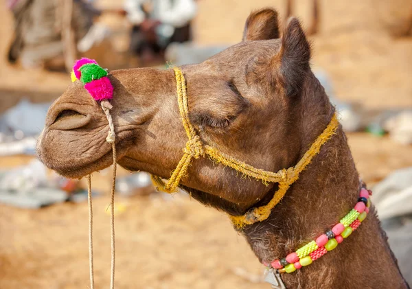 装饰在普虚卡公平的骆驼。拉贾斯坦邦，印度 — 图库照片