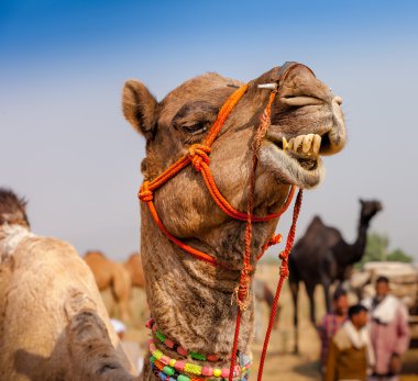 Deve Pushkar fuarında dekore edilmiştir. Rajasthan, Hindistan