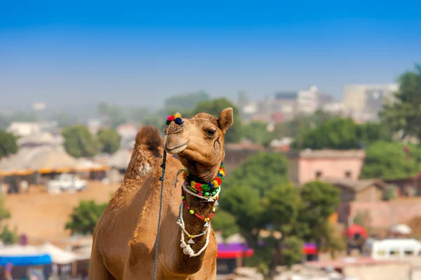 Cammello decorato alla fiera di Pushkar. Rajasthan, India — Foto Stock