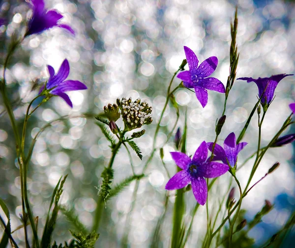 Delicata immagine da vicino Campanula patula con messa a fuoco selettiva morbida . — Foto Stock