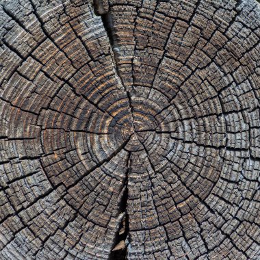 Eski ağaç renginin kesiti
