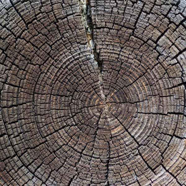 Eski ağaç renginin kesiti