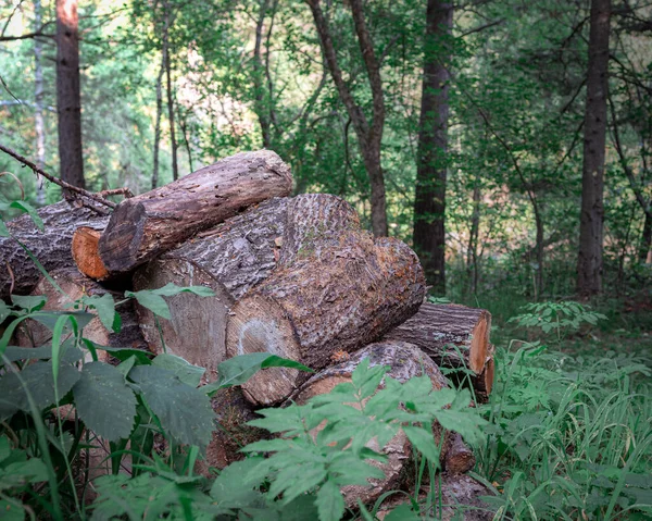 Підготовлені дерев'яні дрова в лісі — стокове фото