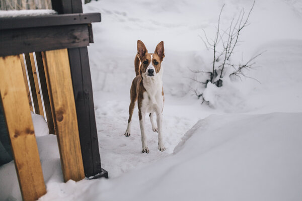 Cute Winter dog Stock Photo