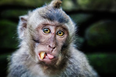 Long-tailed macaque in Sacred Monkey Forest, Ubud, Indonesia clipart