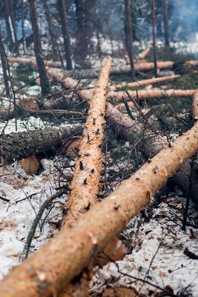 Troncos de madeira estão armazenando na floresta — Fotografia de Stock