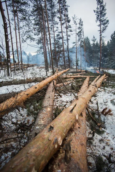 Troncos de madeira estão armazenando na floresta — Fotografia de Stock