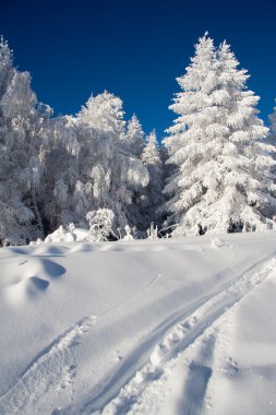 Parlak kış ahşap.
