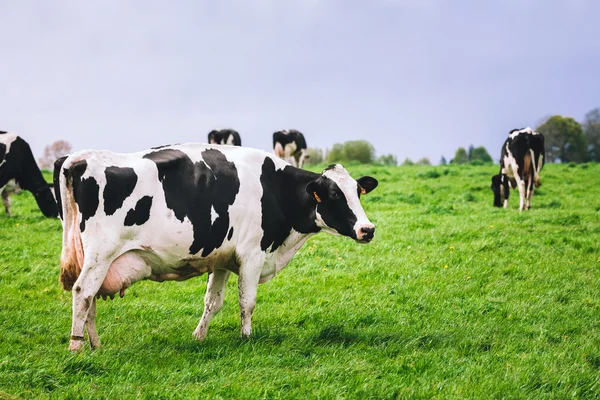 Cows on meadow with green grass — Stock Photo, Image