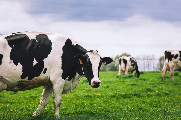 Koeien op de weide met groen gras — Stockfoto