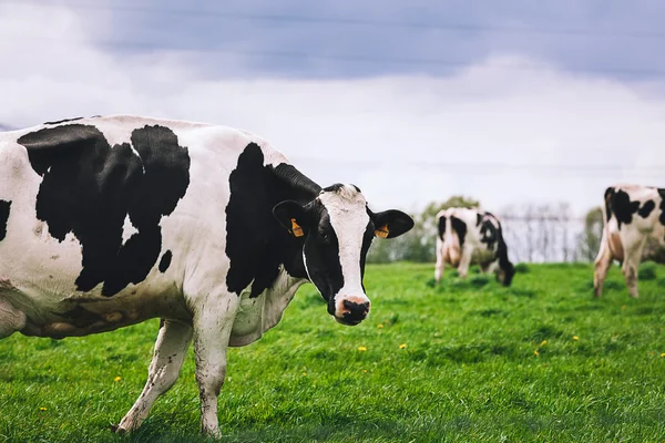 Cows on meadow with green grass — Stock Photo, Image