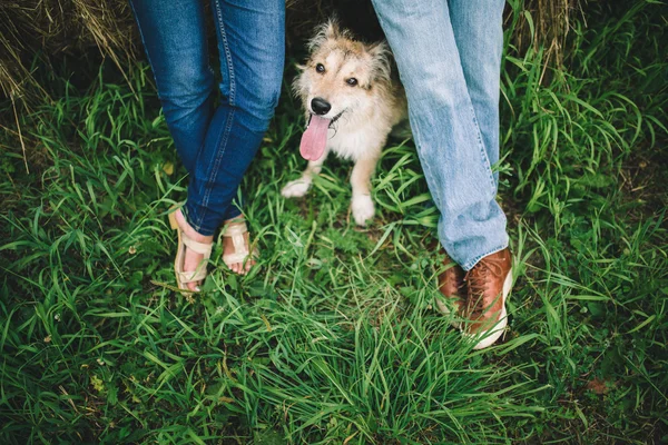 köpek ve çift yeşil çimenlerin üzerinde.