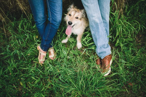 Cão e casal na grama verde . Fotos De Bancos De Imagens