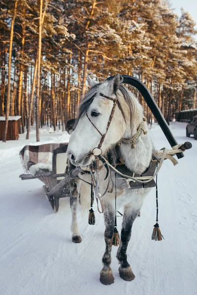 Cavalo congelado com trenó — Fotografia de Stock