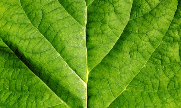 Foglia verde — Foto Stock