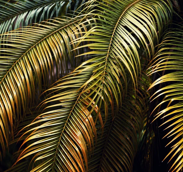 Hoja verde en la naturaleza — Foto de Stock