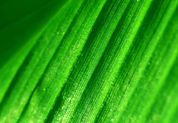 Grünes Blatt — Stockfoto