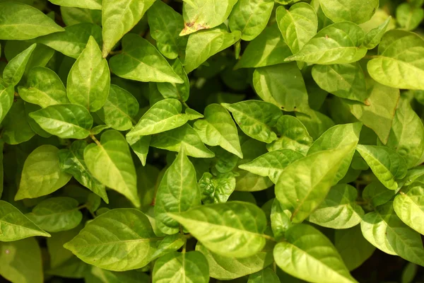 Green leaf — Stock Photo, Image