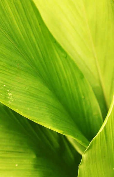 Foglia verde — Foto Stock