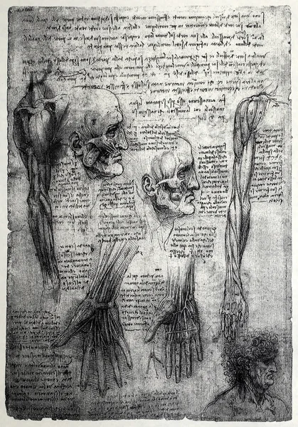 Old anatomy drawings — Stock Photo, Image