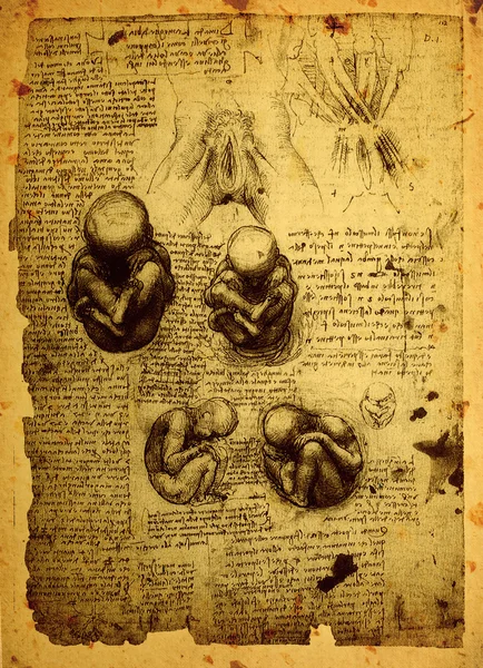 Dibujos antiguos de anatomía —  Fotos de Stock