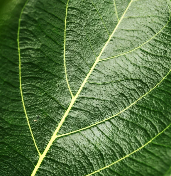 Grønt blad – stockfoto