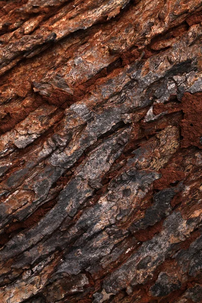 Tree trunk texture — Stock Photo, Image