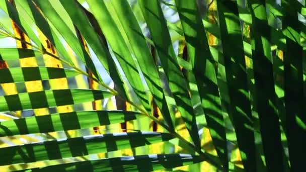 Feuilles vertes dans la nature