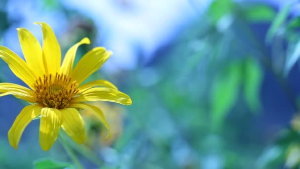 Yellow flower — Stock Video