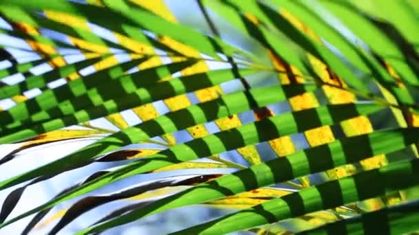 Grünes Blatt in der Natur — Stockvideo