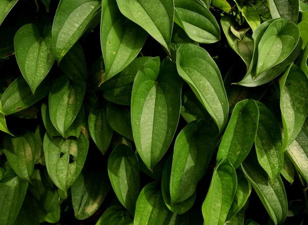 Green leaf in nature — Stock Photo, Image