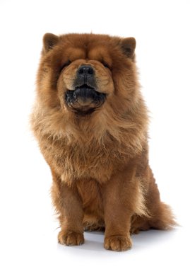 Chow chow köpek hırlıyor