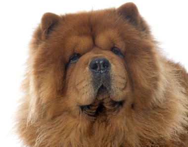 Chow chow köpek