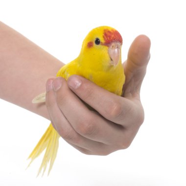  Kırmızı önlü Kakariki muhabbet kuşu