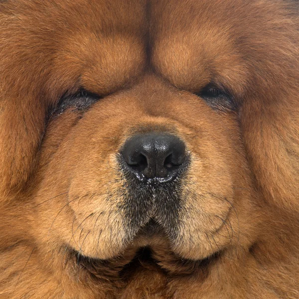 Cão de comida de comida — Fotografia de Stock