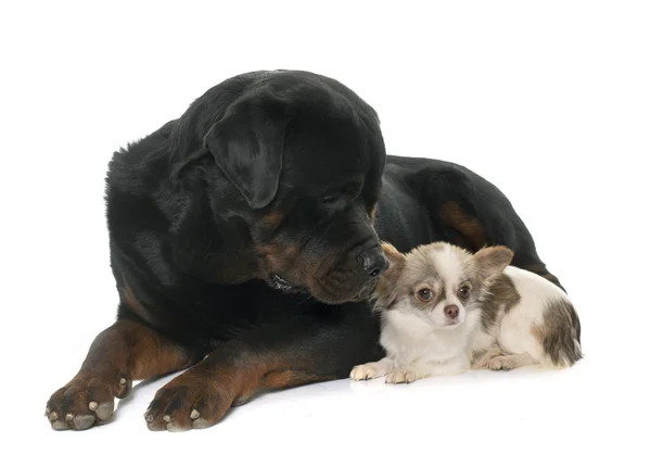 Chihuahua und rottweiler — Stockfoto