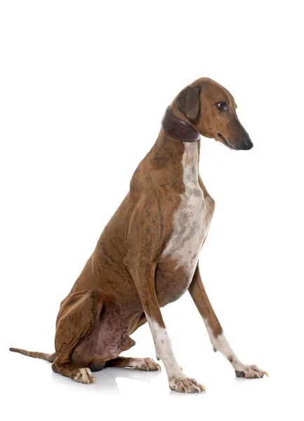 Bruin azawakh hound — Stockfoto