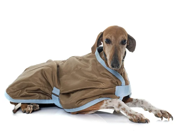 服を着て azawakh 猟犬 — ストック写真