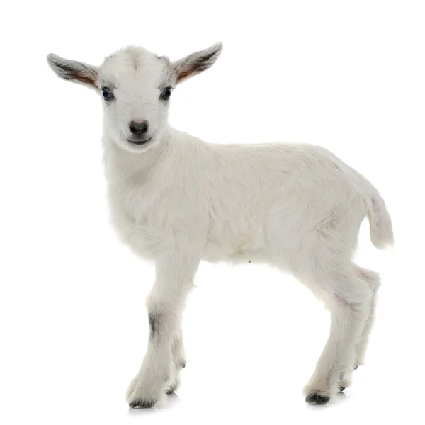 White young goat — Stock Photo, Image