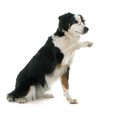 minyatür Avustralyalı çoban