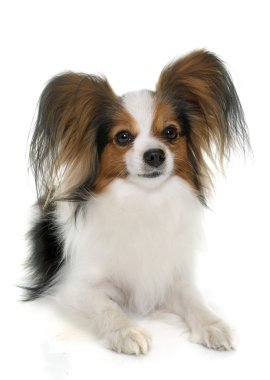 Papillon köpek Studio
