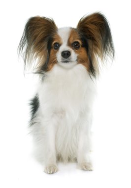 Papillon köpek Studio